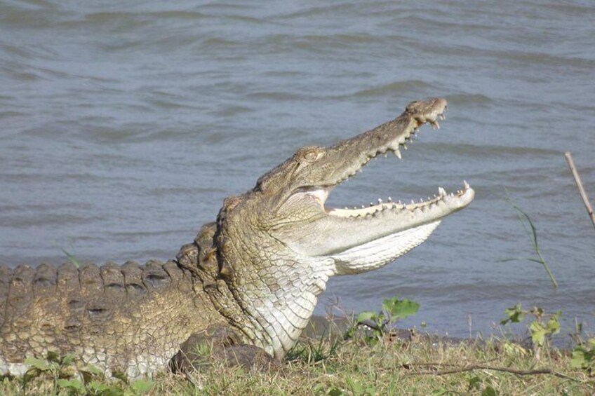 Full Day, Half Day and 4 Hour Safari in Udawalawe 3