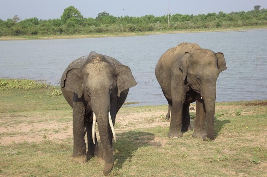 Full Day, Half Day and 4 Hour Safari in Udawalawe 4