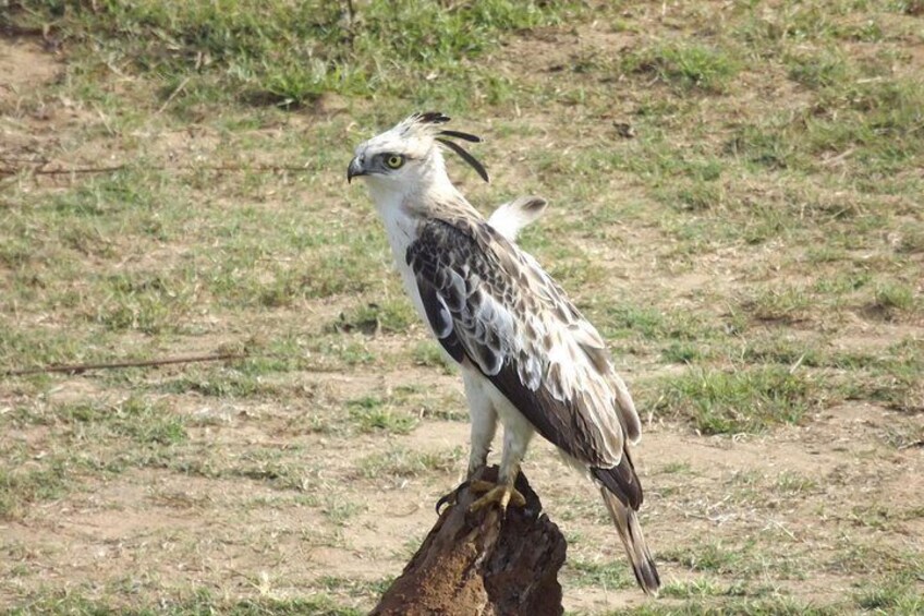 Full Day, Half Day and 4 Hour Safari in Udawalawe 4