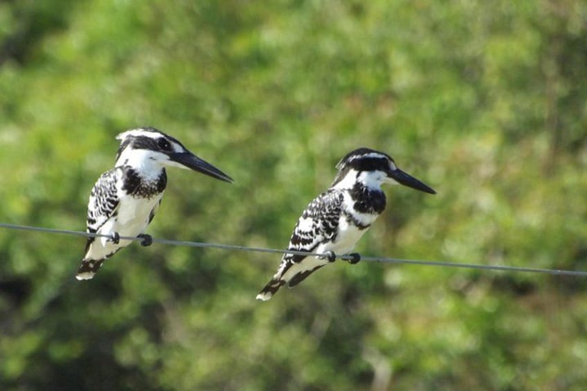 Full Day, Half Day and 4 Hour Safari in Udawalawe 3