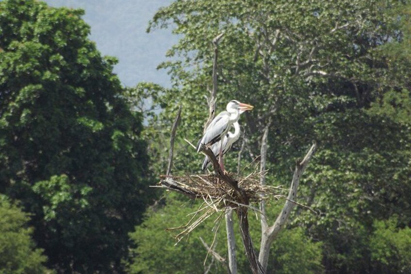 Full Day, Half Day and 4 Hour Safari in Udawalawe 2