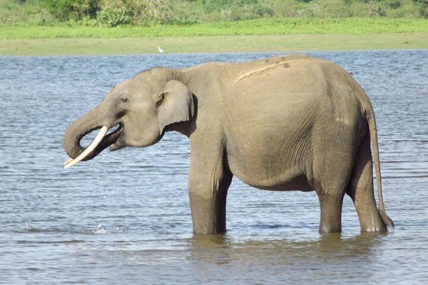 Full Day, Half Day and 4 Hour Safari in Udawalawe 2