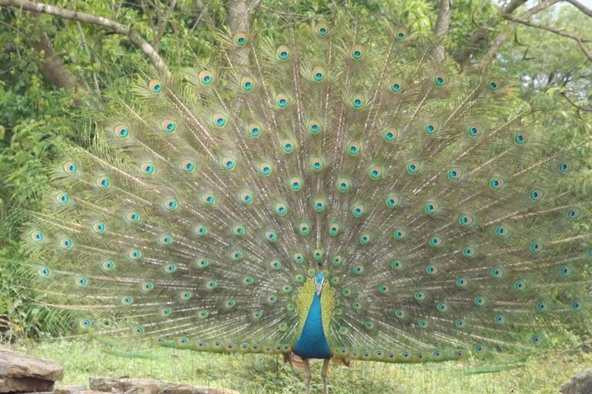 Full Day, Half Day and 4 Hour Safari in Udawalawe 5