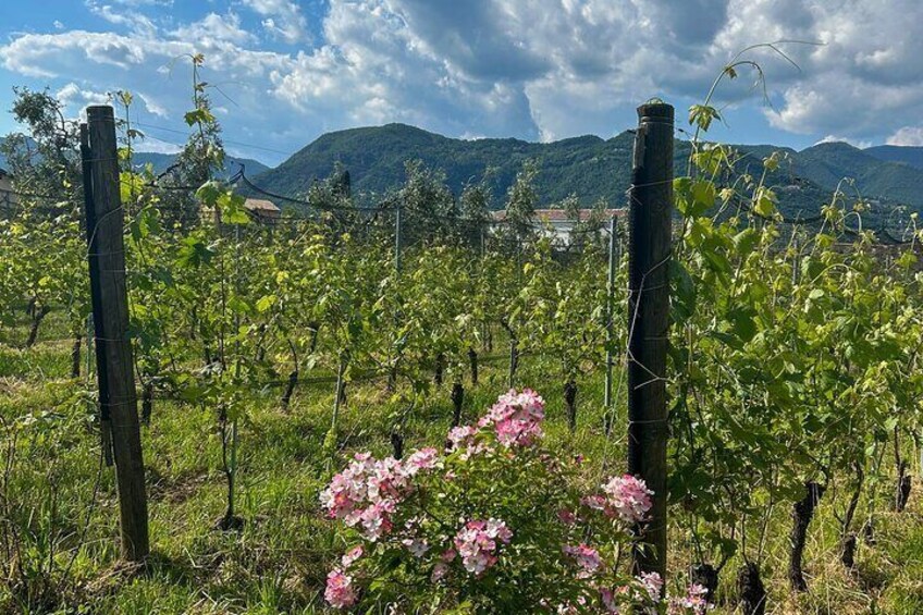 A vineyard with grapevines and pink flowers in the foreground, surrounded by mountains and a cloudy sky. 4