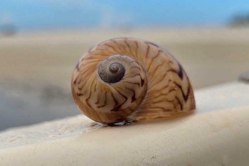 A snail on a concrete surface. 4