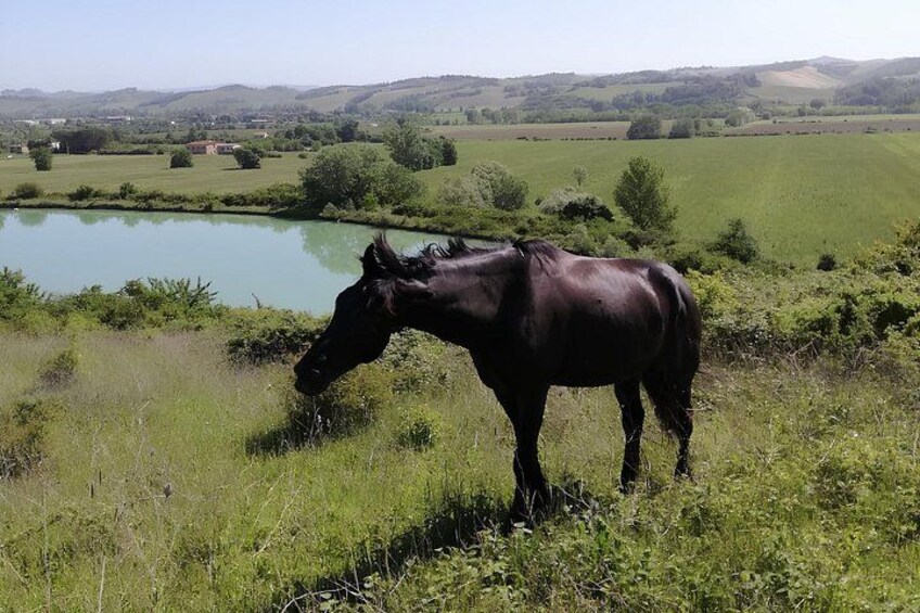 Tuscany Horseback Riding Experience in Buonconvento 5