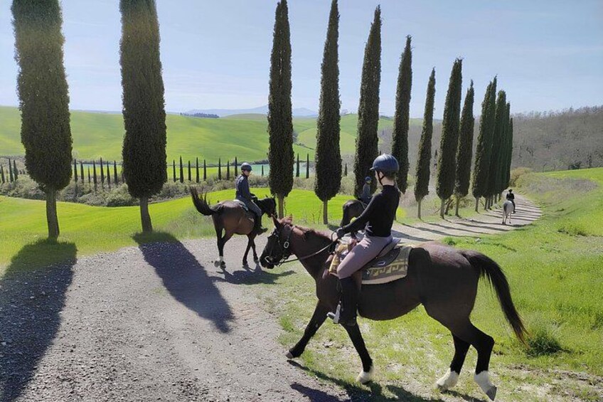 Tuscany Horseback Riding Experience in Buonconvento 3