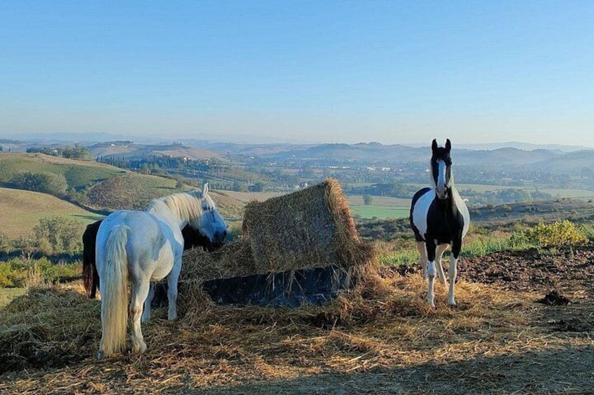 Two horses grazing on hay in a hilly landscape with a distant view of rolling hills and valleys. 4