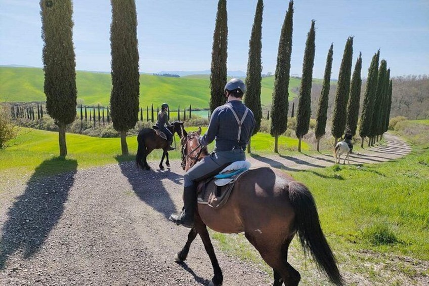 A gravel path with riders on horses, surrounded by green fields and tall cypress trees. 1