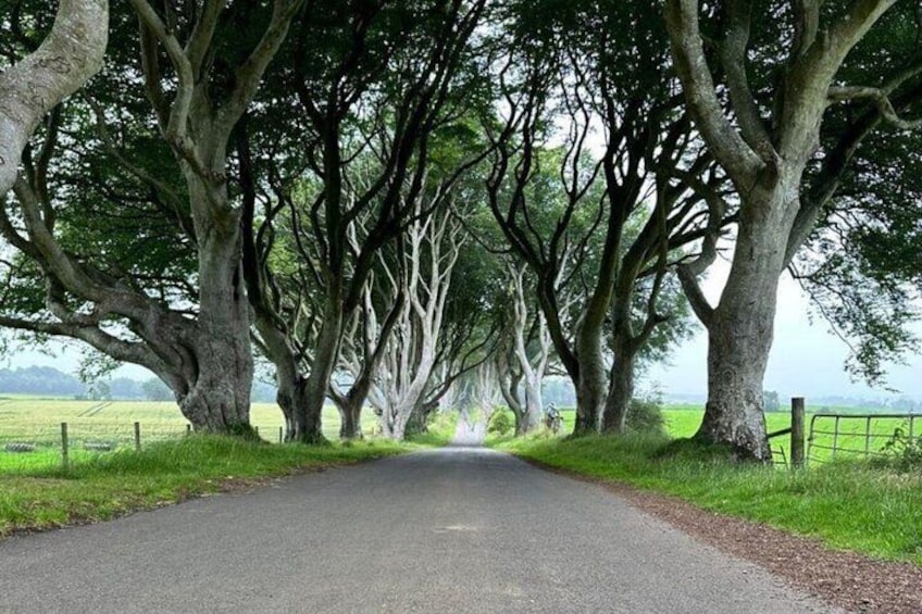 A rural road flanked by large trees. 2
