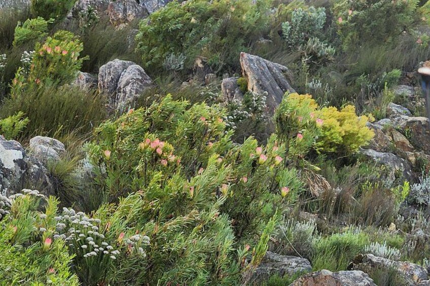 Stenet landskab med forskellige grønne buske og små lyserøde blomster. 1
