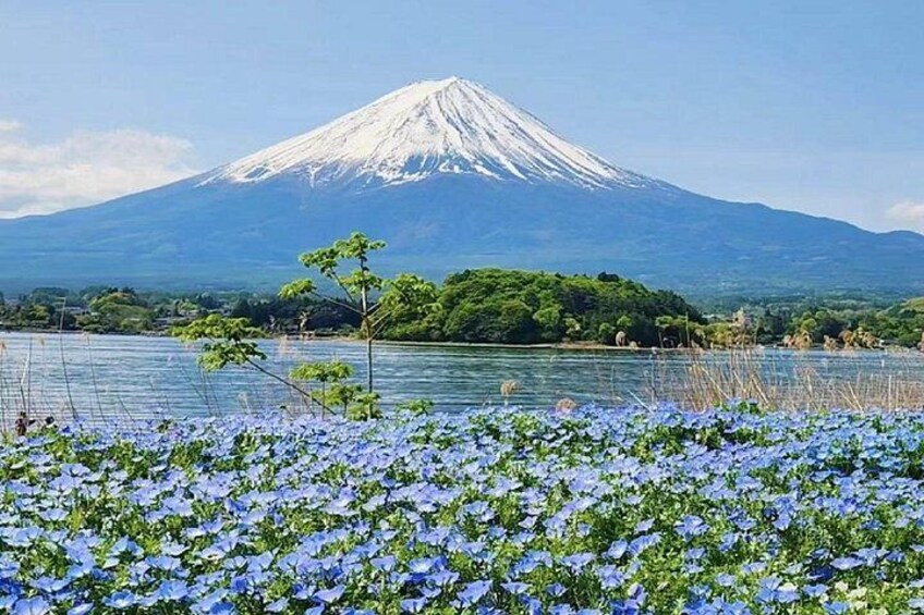 From Tokyo:Mount Fuji Lake Kawaguchi, Oshino Hakkai,Shrine Tour 5