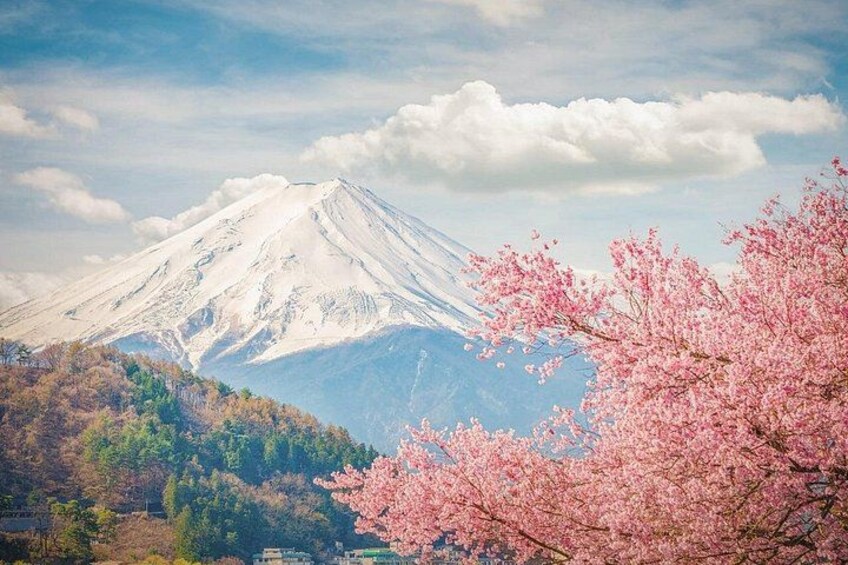 From Tokyo:Mount Fuji Lake Kawaguchi, Oshino Hakkai,Shrine Tour 2