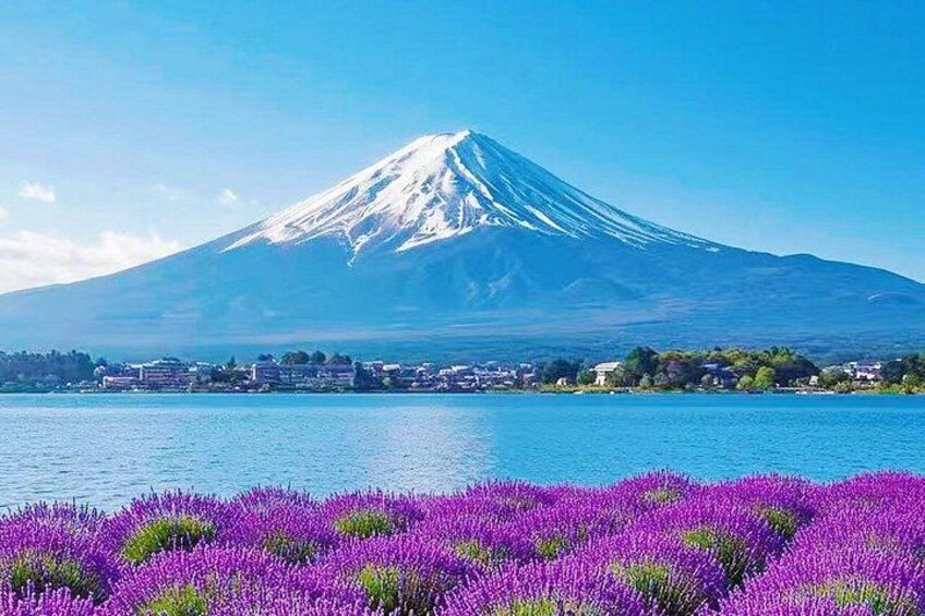 From Tokyo:Mount Fuji Lake Kawaguchi, Oshino Hakkai,Shrine Tour 3