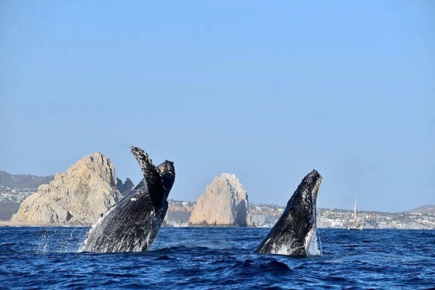Dos ballenas emergiendo del océano, con formaciones rocosas al fondo. 5