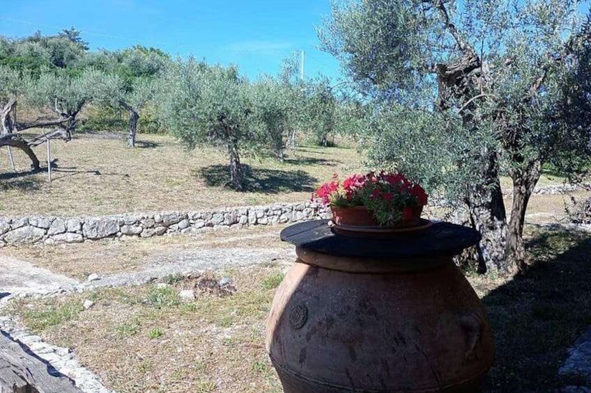 Umbria: Guided tour to Traditional Olive Oil Mill and Tasting 3