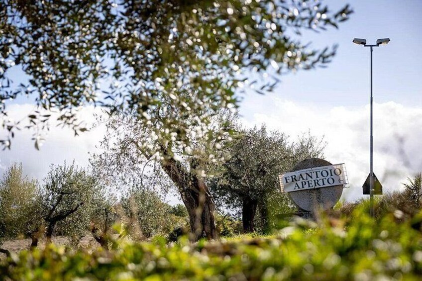 Umbria: Guided tour to Traditional Olive Oil Mill and Tasting 4