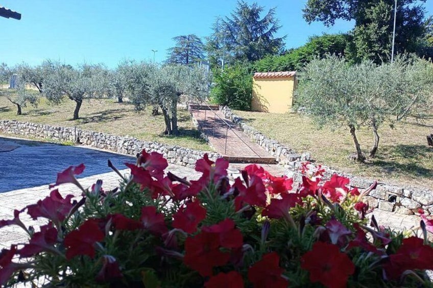 Umbria: Guided tour to Traditional Olive Oil Mill and Tasting 5