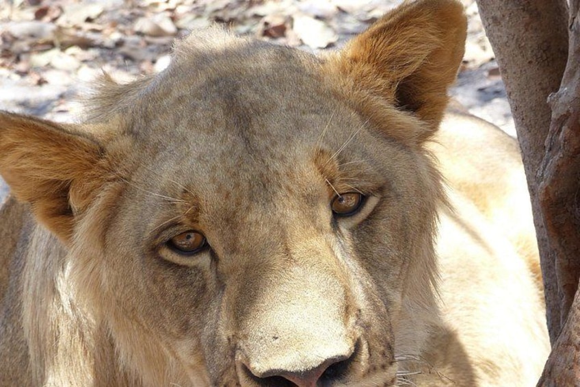 Un león con pelaje marrón claro y una oreja visible. 4