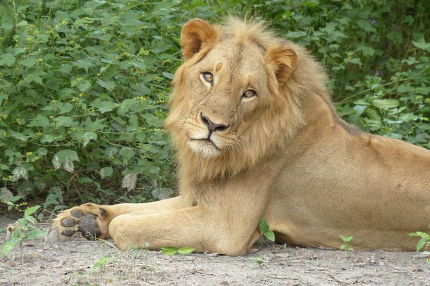 Un león acostado frente a un fondo de follaje verde. 1