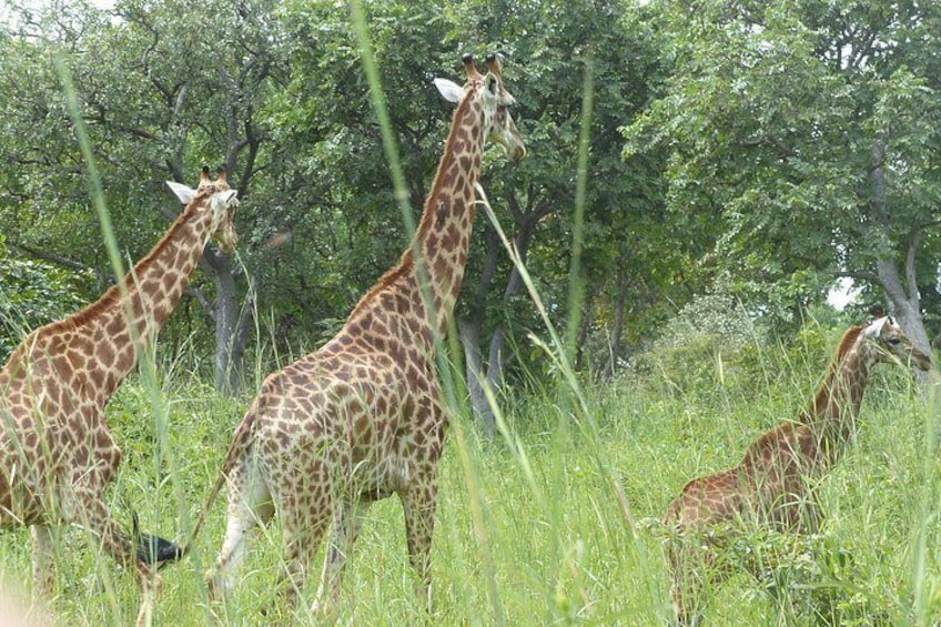 Full-Day Safari in Senegal from Banjul 5