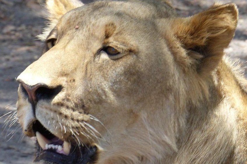 Primer plano del rostro de un león. 5