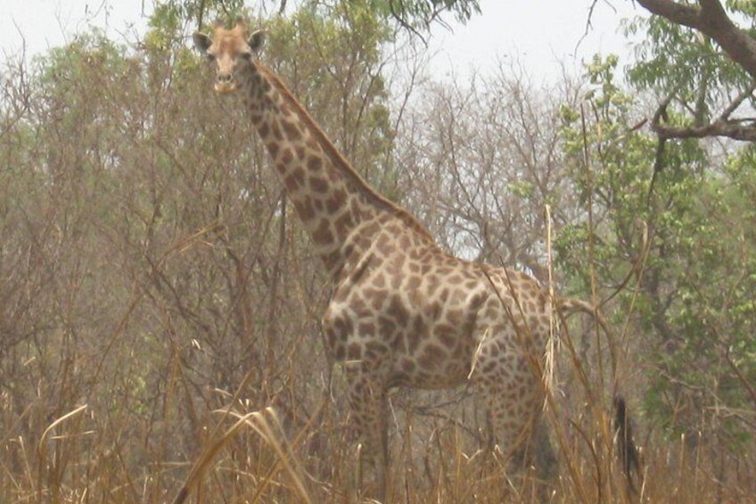 Eine Giraffe steht in einem Feld mit trockenem Gras und Bäumen im Hintergrund. 2