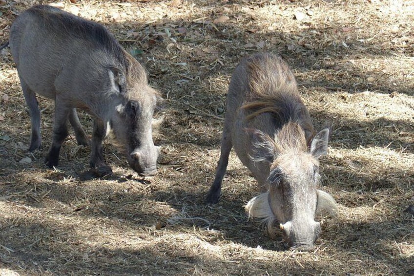 Full-Day Safari in Senegal from Banjul 2
