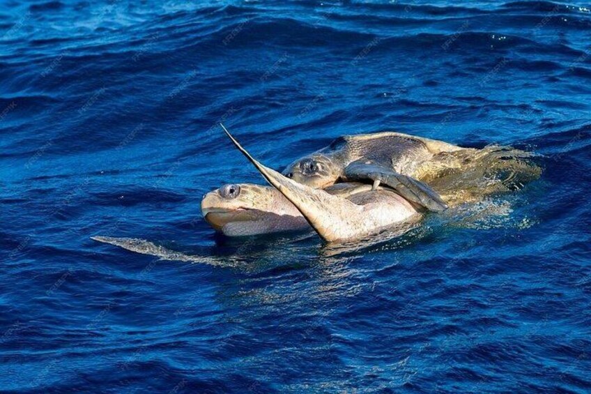 Puerto Escondido Dolphin and Whale Watching 2