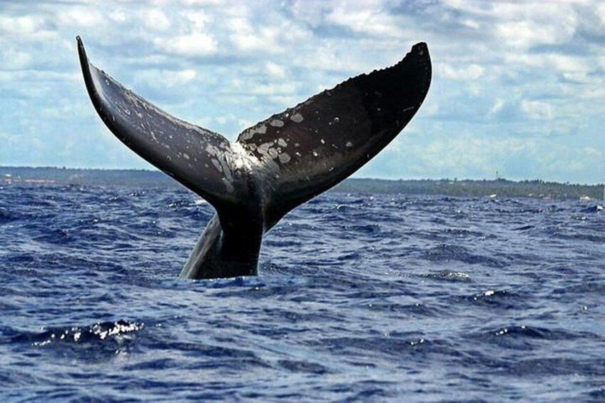 Puerto Escondido Dolphin and Whale Watching 3