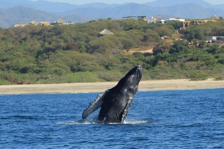 Puerto Escondido Dolphin and Whale Watching 4