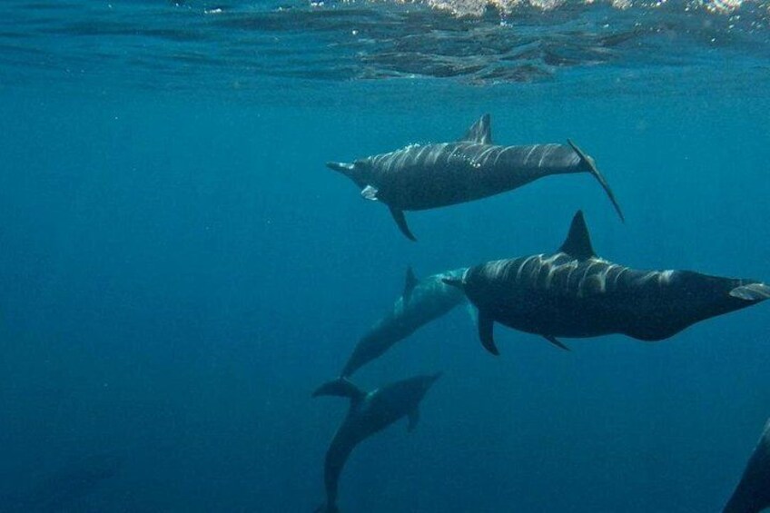 Puerto Escondido Dolphin and Whale Watching 5