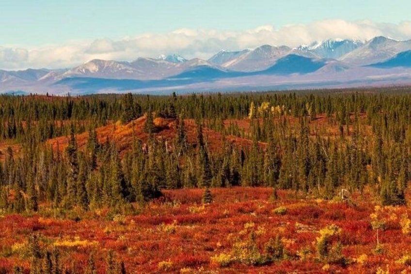 Denali Highway Overnight Excursion 5