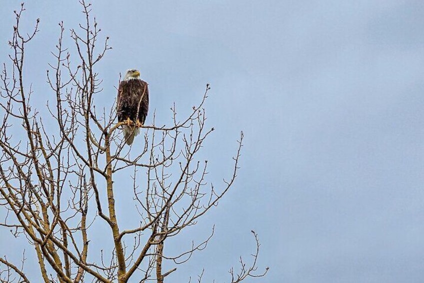 An eagle perched on a leafless tree branch. 5