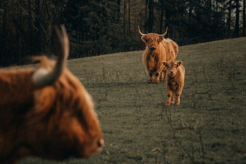 Speyside Whisky Tour : 3 Hour Small Group Tour & Tasting 2