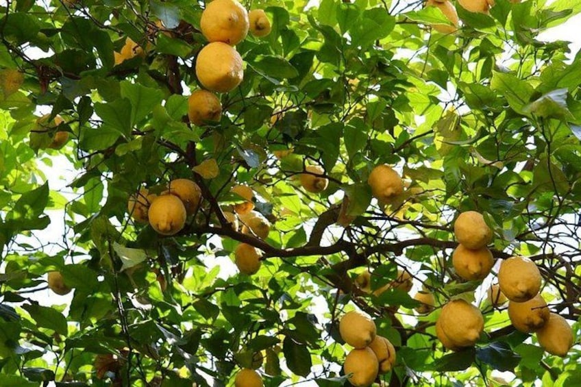 Sorrento: Farm Tour with Tasting and Picking 1