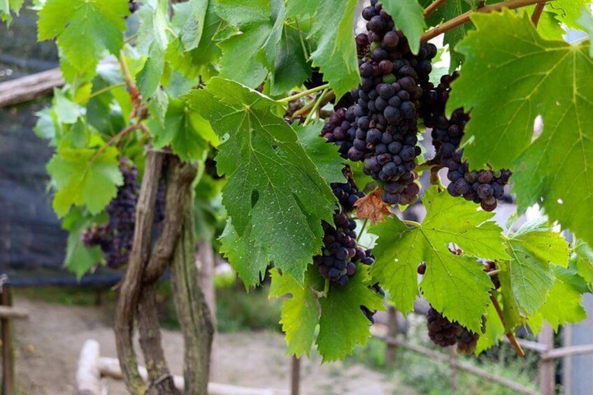 Sorrento: Farm Tour with Tasting and Picking 2