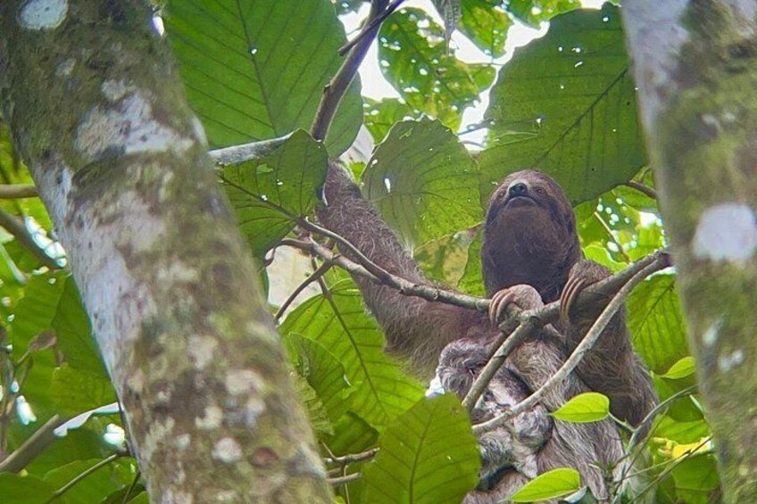 A sloth hanging from a tree branch in a forest. 2