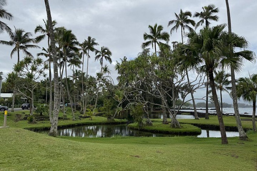 Hilo Shore Excursion: Punaluu Black Sand Beach, Volcano, & Hilo 3