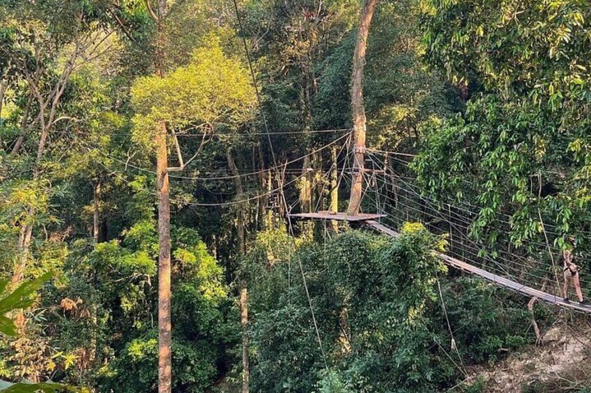 A rope bridge in a dense forest. 5