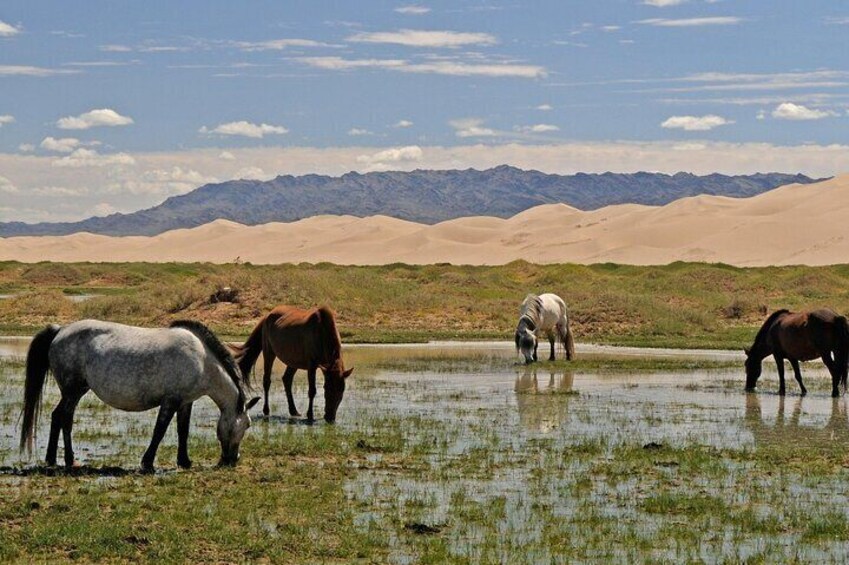 Four horses grazing near a water body with sand dunes and mountains in the background. 2