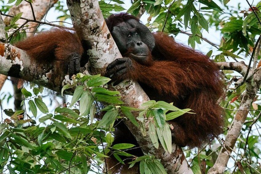 An orangutan resting in a tree. 2