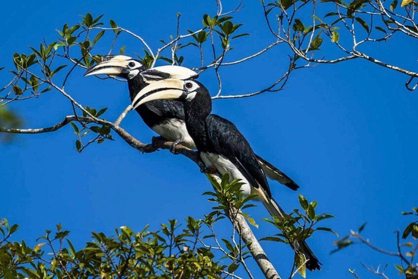 Two large birds with long beaks perched on a tree branch. 3