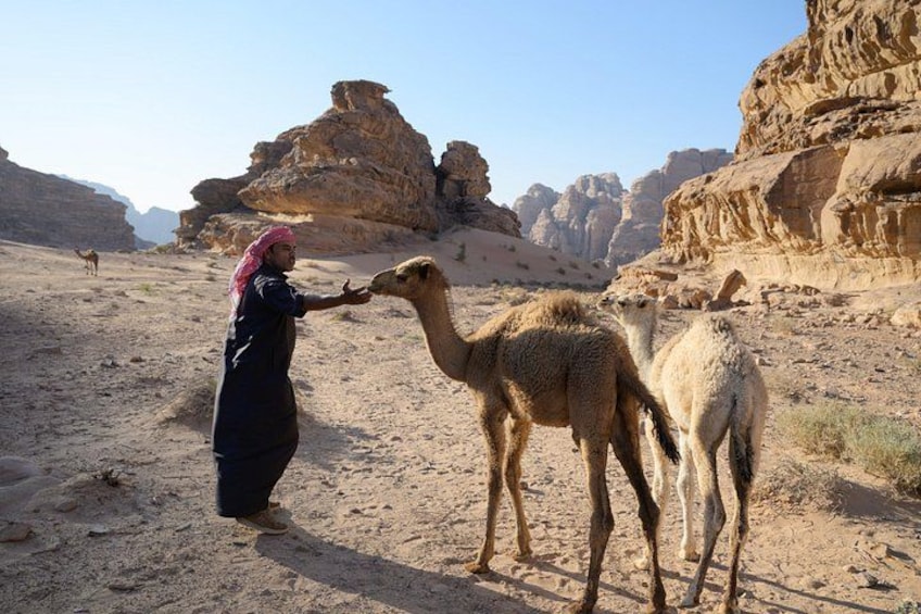 Una persona interactuando con camellos en un paisaje desértico con formaciones rocosas. 5