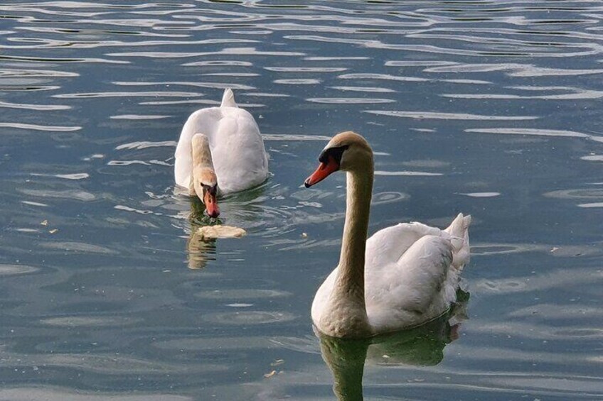 Two swans swimming in calm water. 2