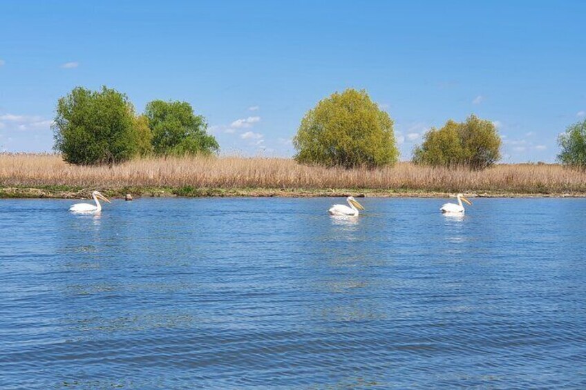 A calm river with three white pelicans swimming. 3