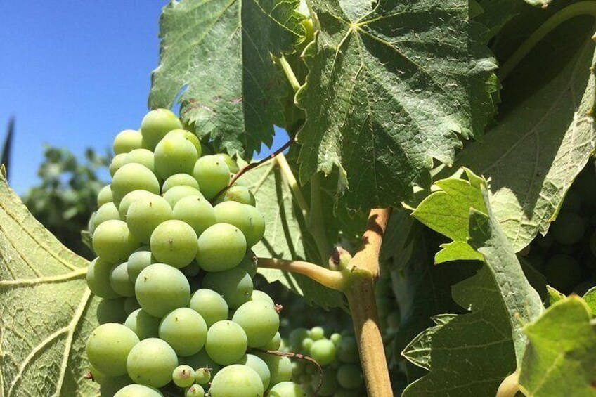 Private Temecula Wine Tour from Murrieta 3