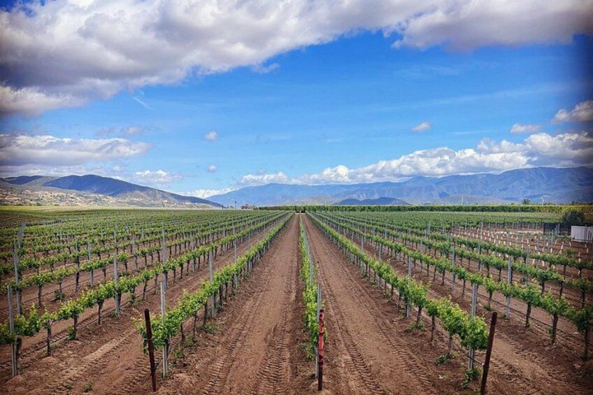 A vineyard with rows of grapevines extending into the distance, a dirt path, and mountains in the background. 5