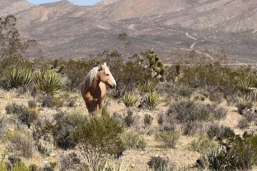 Wild Mustang 3