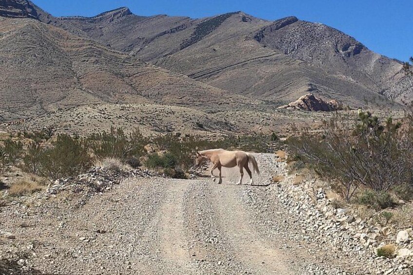 Wild Mustang 4